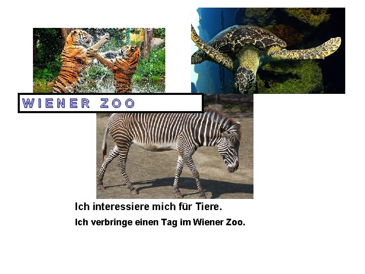 WIENER ZOO Ich interessiere mich für Tiere. Ich verbringe einen Tag im Wiener Zoo.