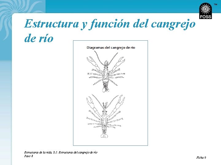 TM Estructura y función del cangrejo de río Estructuras de la vida, 3. 1: