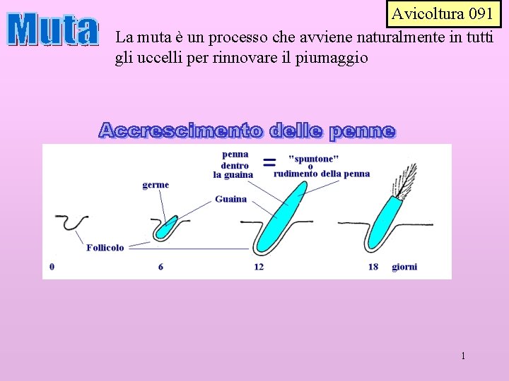 Avicoltura 091 La muta è un processo che avviene naturalmente in tutti gli uccelli