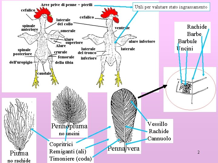 Utili per valutare stato ingrassamento Rachide Barbule Uncini Vessillo Rachide Cannuolo Pennopluma no uncini