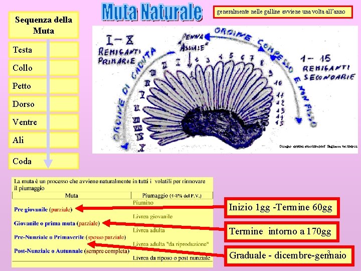 Sequenza della Muta generalmente nelle galline avviene una volta all’anno Testa Collo Petto Dorso