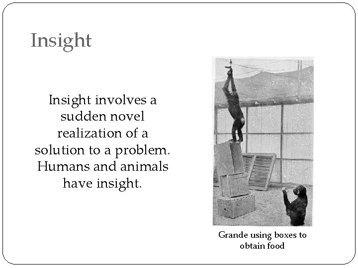 Insight involves a sudden novel realization of a solution to a problem. Humans and