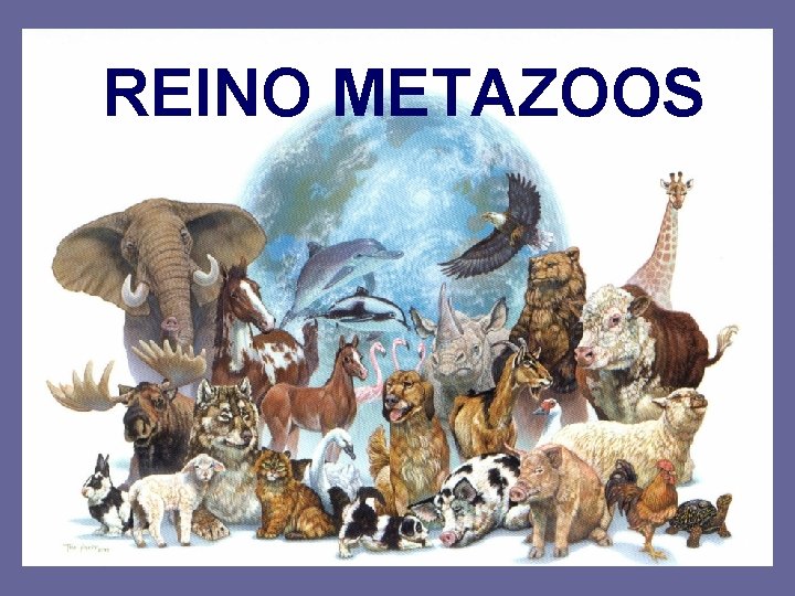 REINO METAZOOS 