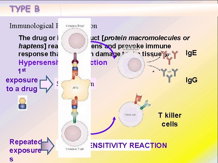 TYPE B Immunological Predisposition The drug or its bi-product [protein macromolecules or haptens] react