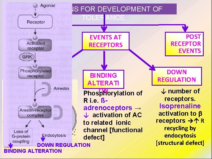 REASONS FOR DEVELOPMENT OF TOLERANCE PRE RECEPTOR EVENTS EXHUSTION OF MEDIATORS Depletion of mediator