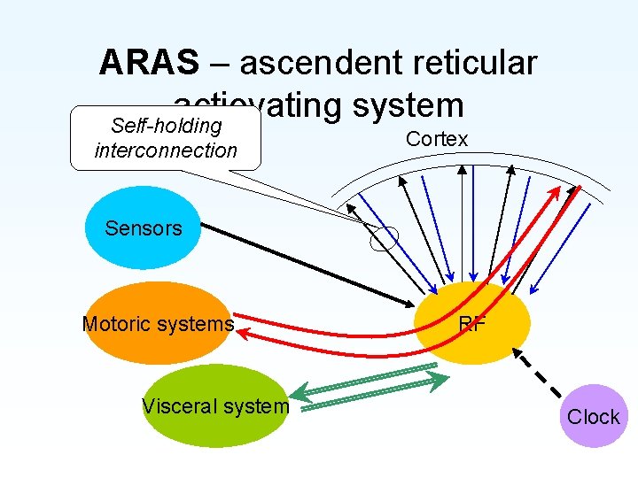 ARAS – ascendent reticular actiovating system Self-holding interconnection Cortex Sensors Motoric systems Visceral system