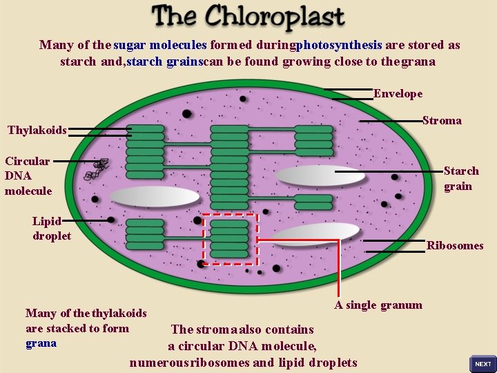 Many of the sugar molecules formed duringphotosynthesis are stored as starch and, starch grainscan