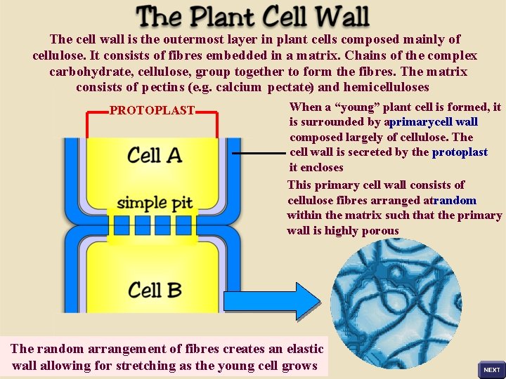 The cell wall is the outermost layer in plant cells composed mainly of cellulose.