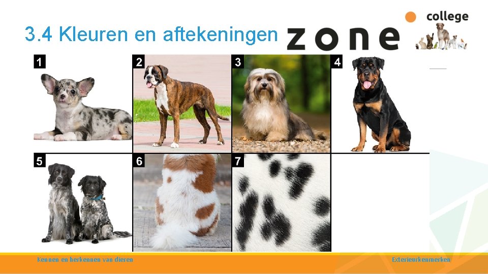 3. 4 Kleuren en aftekeningen Aftekeningen bij de hond: 1. 2. 3. 4. 5.