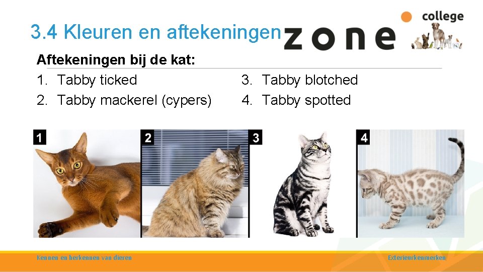 3. 4 Kleuren en aftekeningen Aftekeningen bij de kat: 1. Tabby ticked 2. Tabby