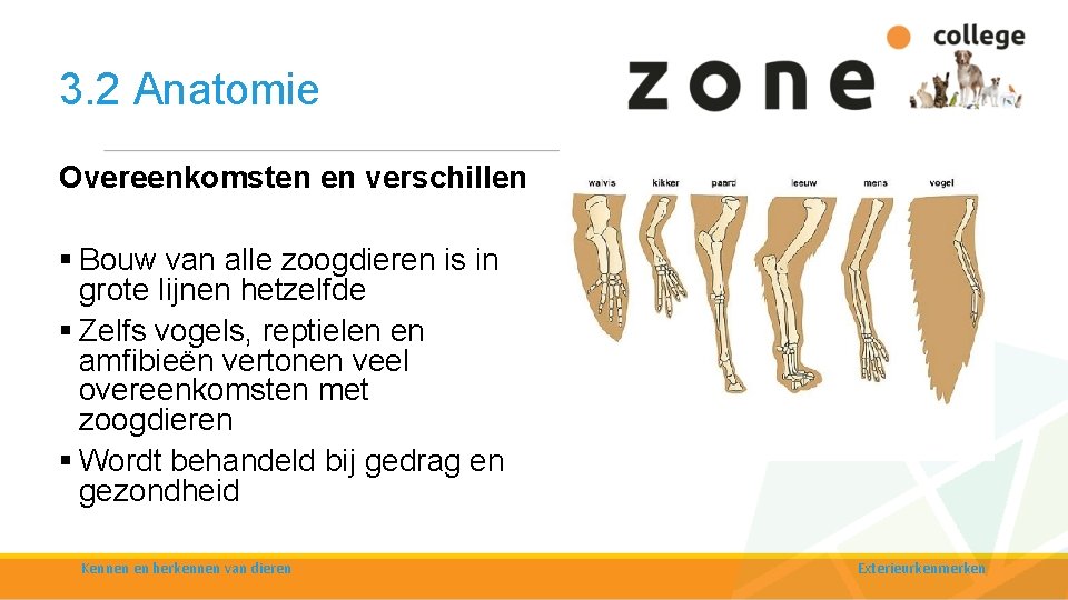 3. 2 Anatomie Overeenkomsten en verschillen § Bouw van alle zoogdieren is in grote