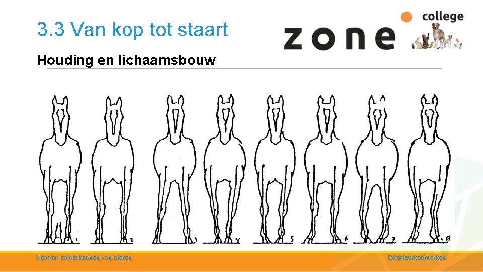 3. 3 Van kop tot staart Houding en lichaamsbouw § Bij veel diersoorten zie