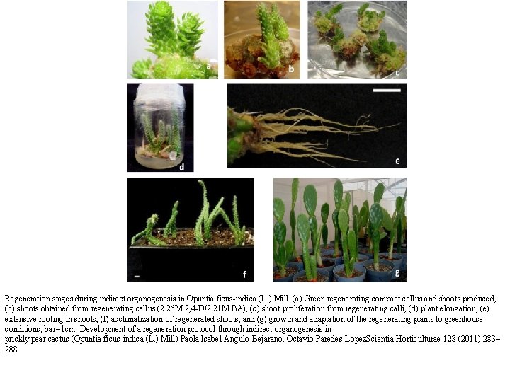 Regeneration stages during indirect organogenesis in Opuntia ficus-indica (L. ) Mill. (a) Green regenerating