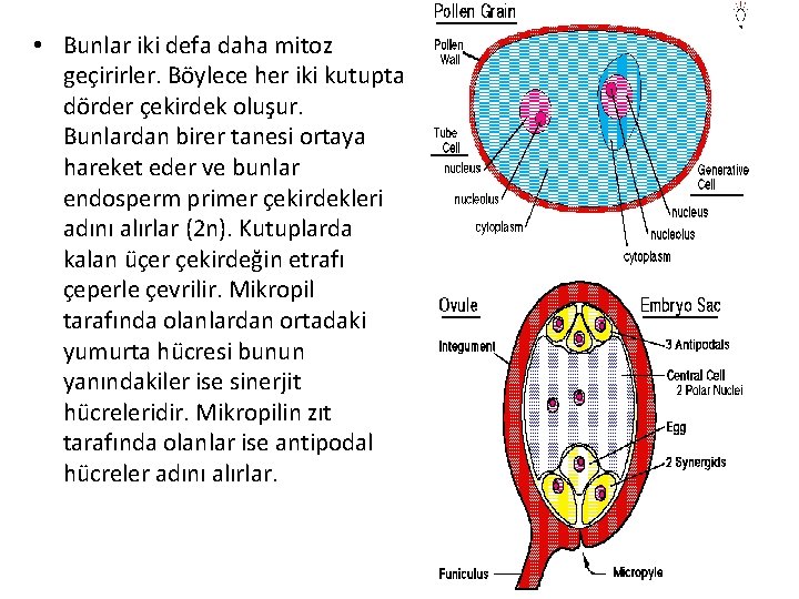  • Bunlar iki defa daha mitoz geçirirler. Böylece her iki kutupta dörder çekirdek