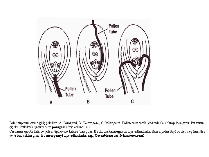 Polen tüpünün ovula giriş şekilleri; A. Porogami, B. Kalazogami, C. Mezogami; Pollen tüpü ovule