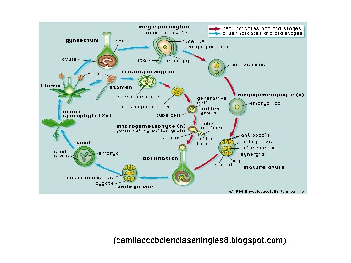 (camilacccbcienciaseningles 8. blogspot. com) 