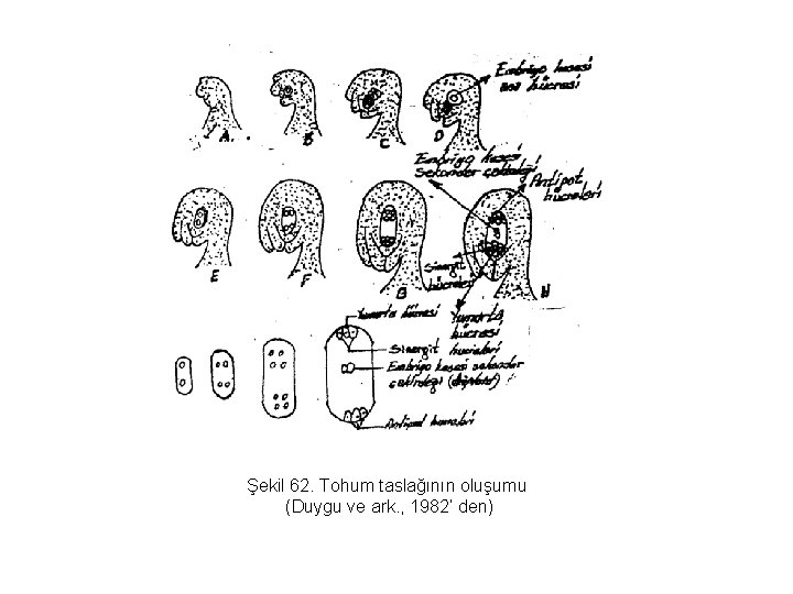 Şekil 62. Tohum taslağının oluşumu (Duygu ve ark. , 1982’ den) 