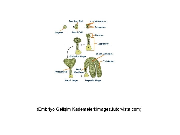 (Embriyo Gelişim Kademeleri; images. tutorvista. com) 