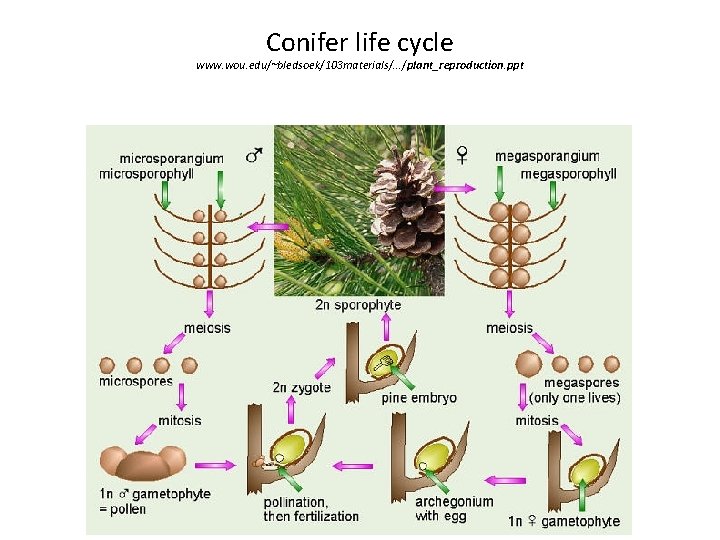 Conifer life cycle www. wou. edu/~bledsoek/103 materials/. . . /plant_reproduction. ppt 