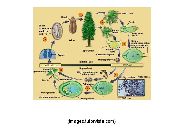 (images. tutorvista. com) 
