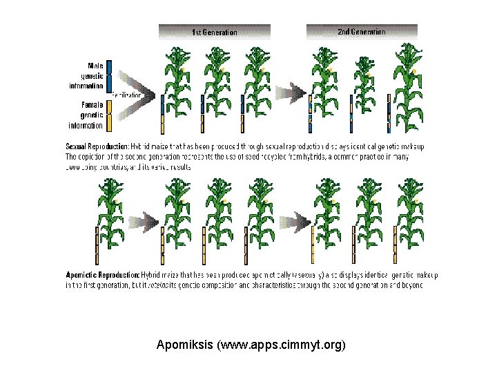 Apomiksis (www. apps. cimmyt. org) 