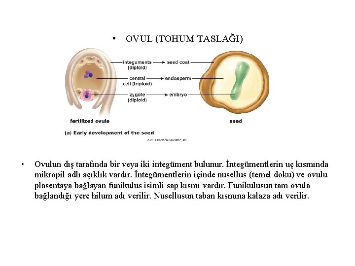  • OVUL (TOHUM TASLAĞI) • Ovulun dış tarafında bir veya iki integüment bulunur.