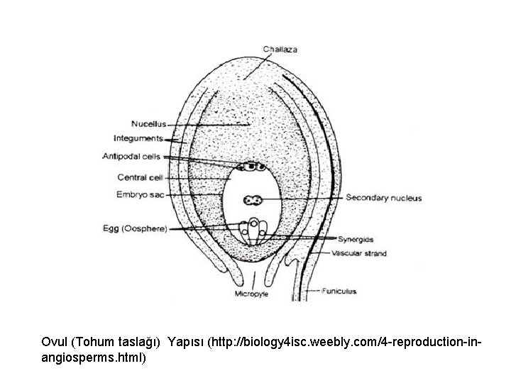 Ovul (Tohum taslağı) Yapısı (http: //biology 4 isc. weebly. com/4 -reproduction-inangiosperms. html) 