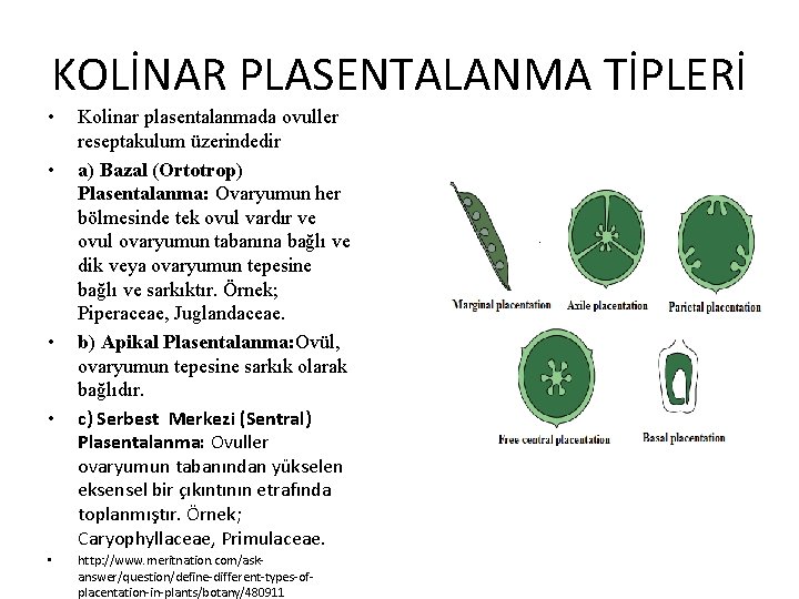 KOLİNAR PLASENTALANMA TİPLERİ • • • Kolinar plasentalanmada ovuller reseptakulum üzerindedir a) Bazal (Ortotrop)