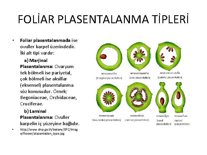 FOLİAR PLASENTALANMA TİPLERİ • Foliar plasentalanmada ise ovuller karpel üzerindedir. İki alt tipi vardır: