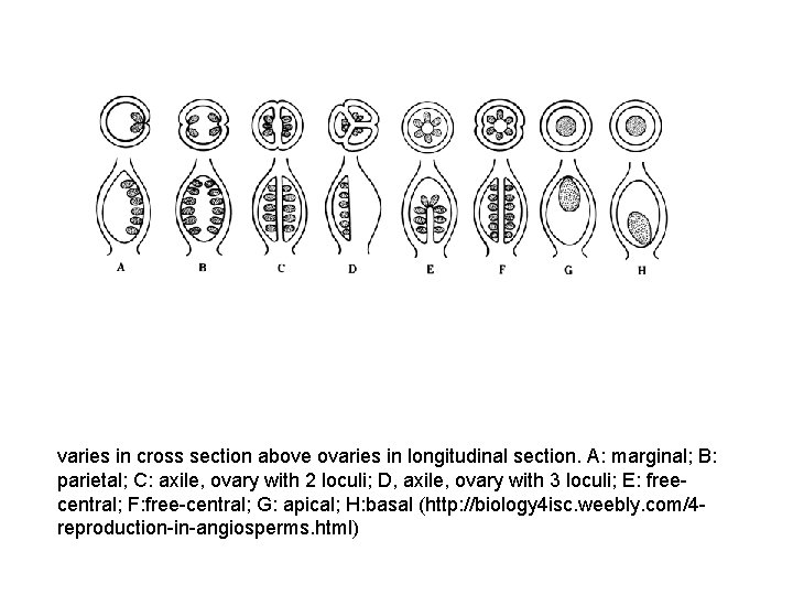 varies in cross section above ovaries in longitudinal section. A: marginal; B: parietal; C: