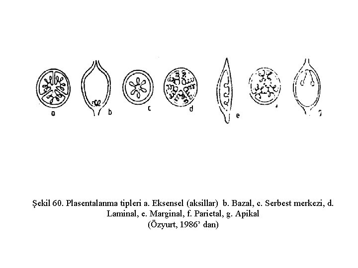 Şekil 60. Plasentalanma tipleri a. Eksensel (aksillar) b. Bazal, c. Serbest merkezi, d. Laminal,