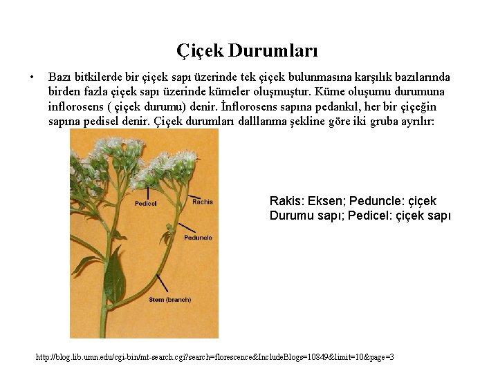 Çiçek Durumları • Bazı bitkilerde bir çiçek sapı üzerinde tek çiçek bulunmasına karşılık bazılarında