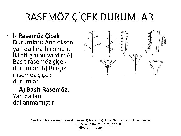 RASEMÖZ ÇİÇEK DURUMLARI • I- Rasemöz Çiçek Durumları: Ana eksen yan dallara hakimdir. İki