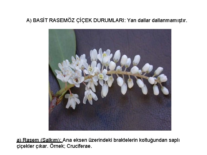 A) BASİT RASEMÖZ ÇİÇEK DURUMLARI: Yan dallar dallanmamıştır. a) Rasem (Salkım): Ana eksen üzerindeki