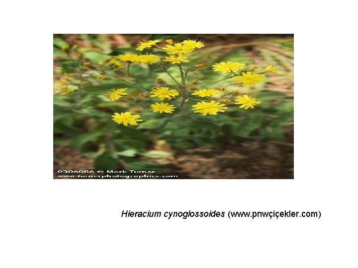 Hieracium cynoglossoides (www. pnwçiçekler. com) 