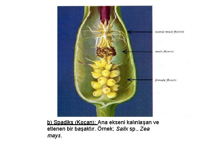 b) Spadiks (Koçan): Ana ekseni kalınlaşan ve etlenen bir başaktır. Örnek; Salix sp. ,