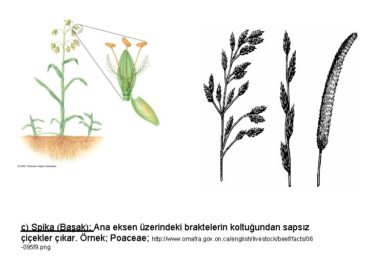 c) Spika (Başak): Ana eksen üzerindeki braktelerin koltuğundan sapsız çiçekler çıkar. Örnek; Poaceae; http: