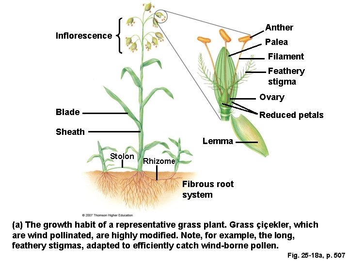 Anther Inflorescence Palea Filament Feathery stigma Ovary Blade Reduced petals Sheath Lemma Stolon Rhizome