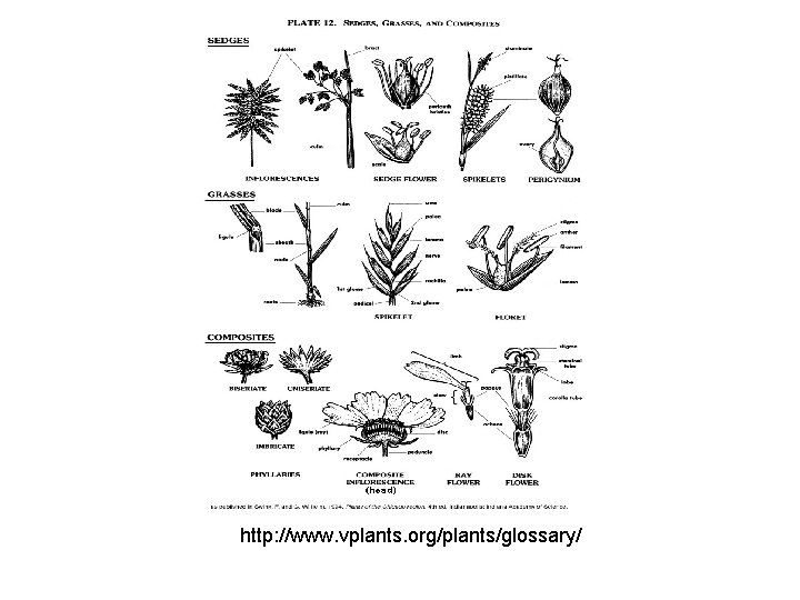 http: //www. vplants. org/plants/glossary/ 