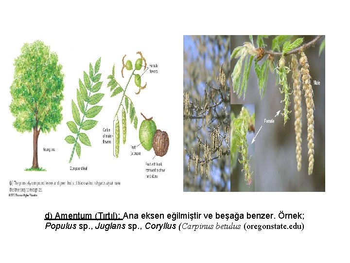 d) Amentum (Tırtıl): Ana eksen eğilmiştir ve beşağa benzer. Örnek; Populus sp. , Juglans