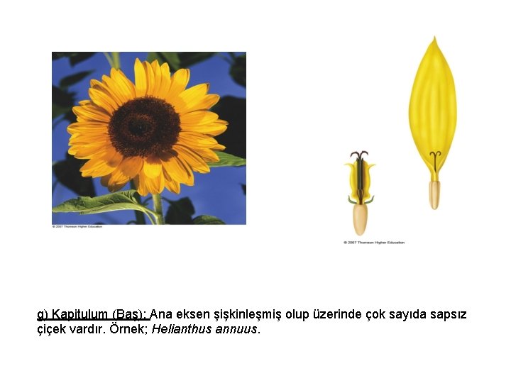 g) Kapitulum (Baş): Ana eksen şişkinleşmiş olup üzerinde çok sayıda sapsız çiçek vardır. Örnek;