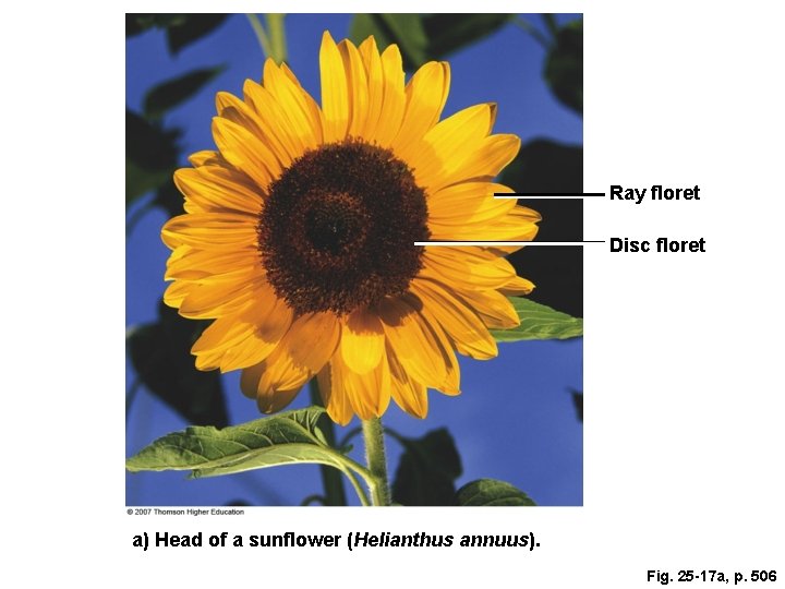 Ray floret Disc floret a) Head of a sunflower (Helianthus annuus). Fig. 25 -17