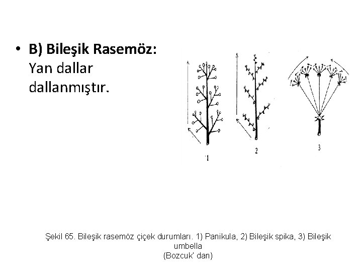  • B) Bileşik Rasemöz: Yan dallar dallanmıştır. Şekil 65. Bileşik rasemöz çiçek durumları.