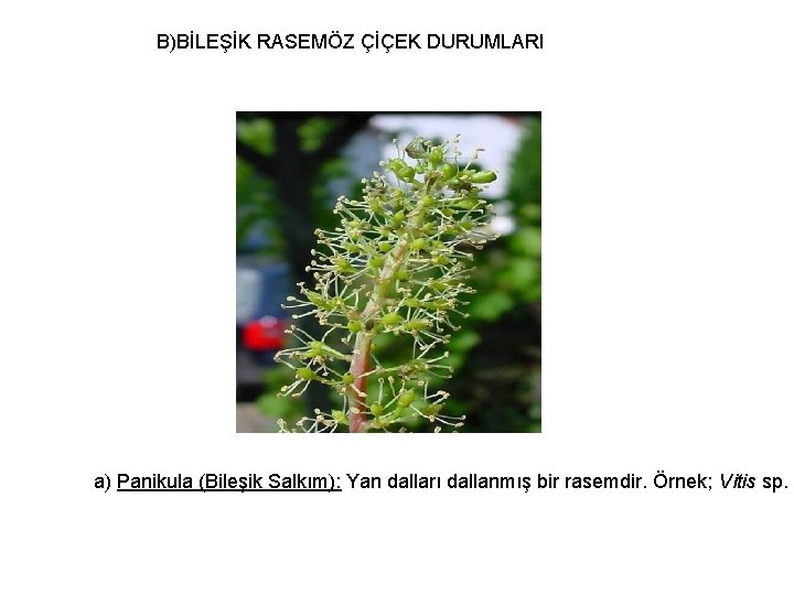 B)BİLEŞİK RASEMÖZ ÇİÇEK DURUMLARI a) Panikula (Bileşik Salkım): Yan dalları dallanmış bir rasemdir. Örnek;