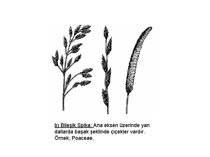 b) Bileşik Spika: Ana eksen üzerinde yan dallarda başak şeklinde çiçekler vardır. Örnek; Poaceae.