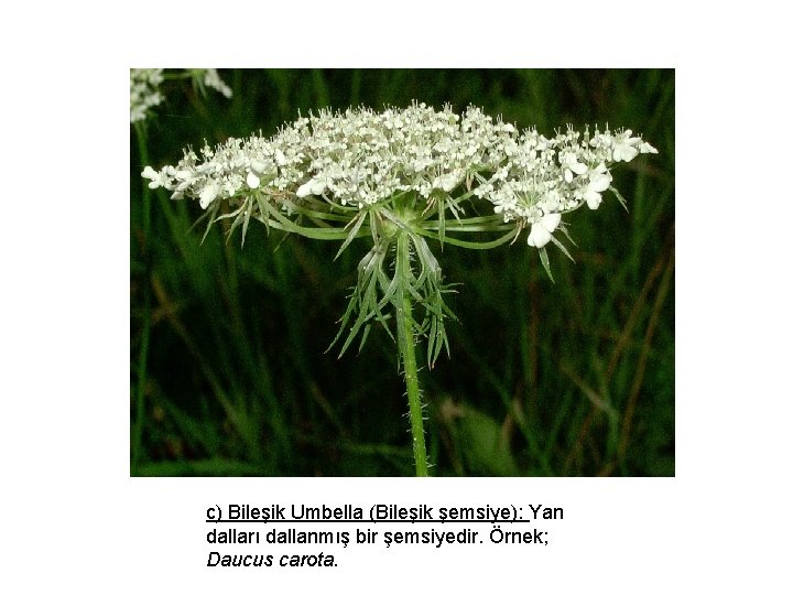 c) Bileşik Umbella (Bileşik şemsiye): Yan dalları dallanmış bir şemsiyedir. Örnek; Daucus carota. 