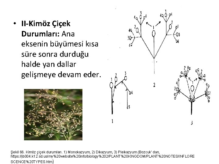  • II-Kimöz Çiçek Durumları: Ana eksenin büyümesi kısa süre sonra durduğu halde yan