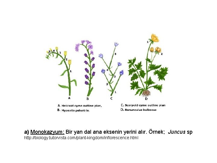 a) Monokazyum: Bir yan dal ana eksenin yerini alır. Örnek; Juncus sp http: //biology.