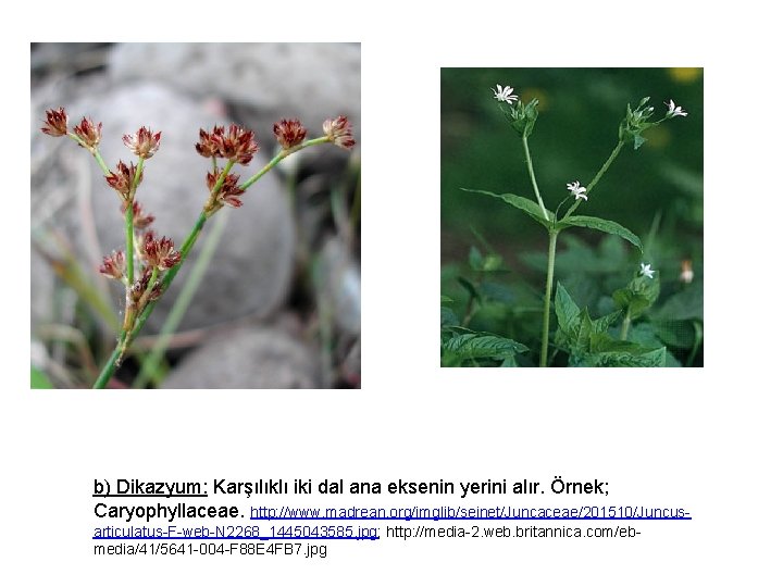 b) Dikazyum: Karşılıklı iki dal ana eksenin yerini alır. Örnek; Caryophyllaceae. http: //www. madrean.