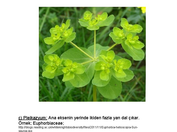 c) Pleikazyum: Ana eksenin yerinde ikiden fazla yan dal çıkar. Örnek; Euphorbiaceae; http: //blogs.